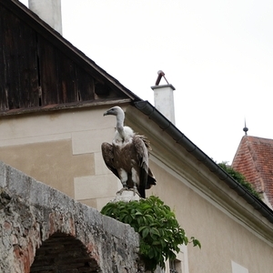 nach Drosendorf