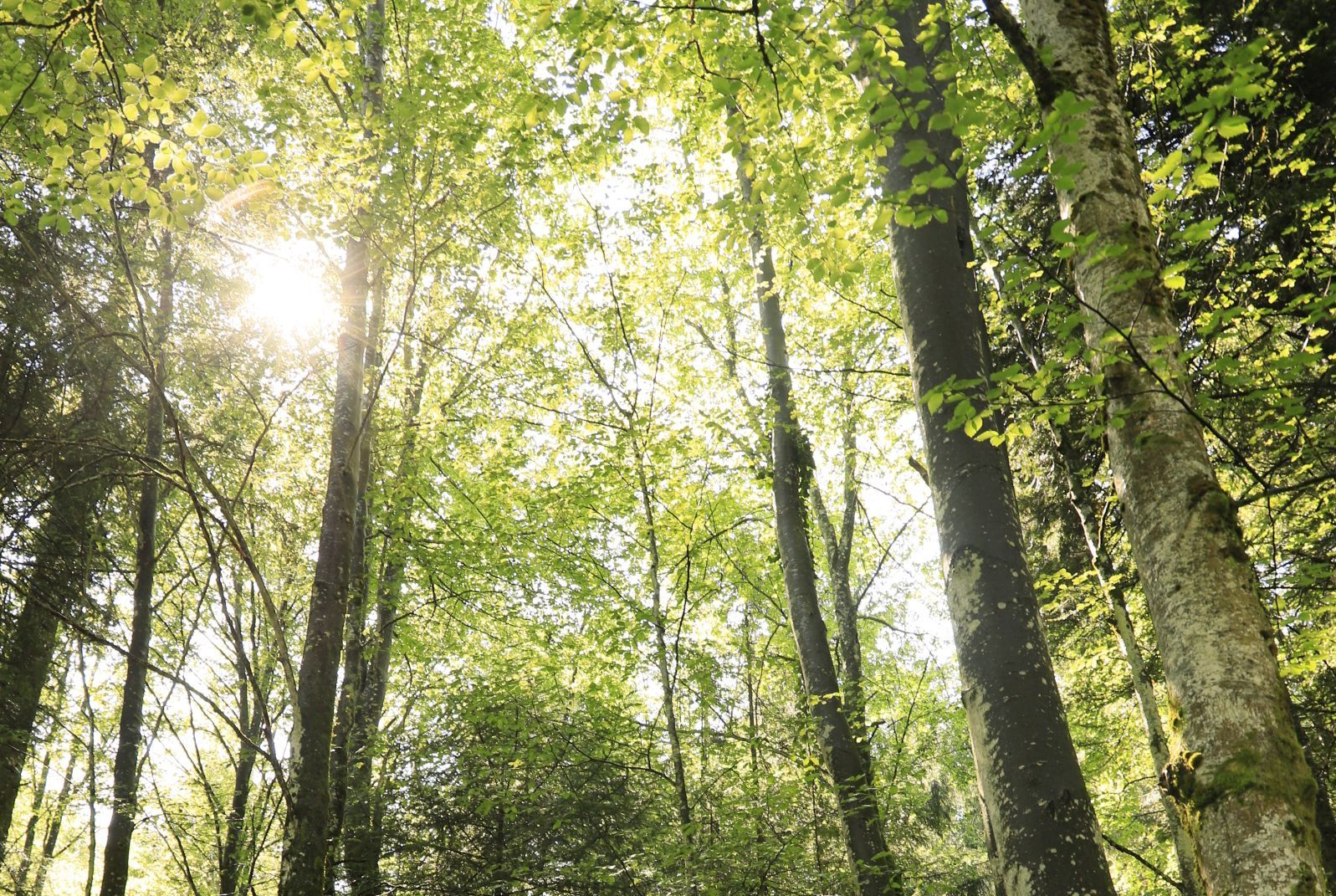 Wald
