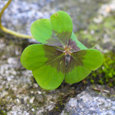 Foto: Maria Appenzeller