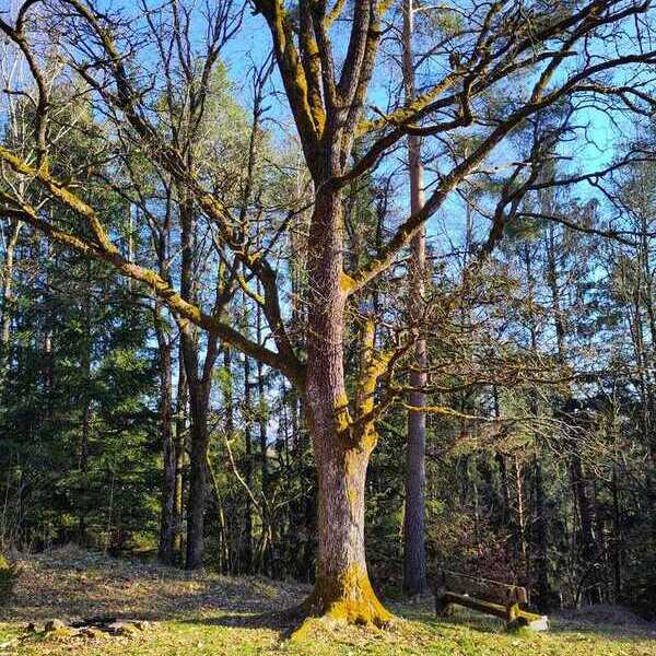 Der Baum und die Natur als Kraftquelle / Anita Wögerbauer