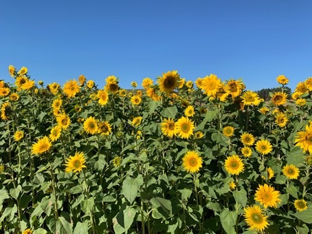 Sonnenblumen