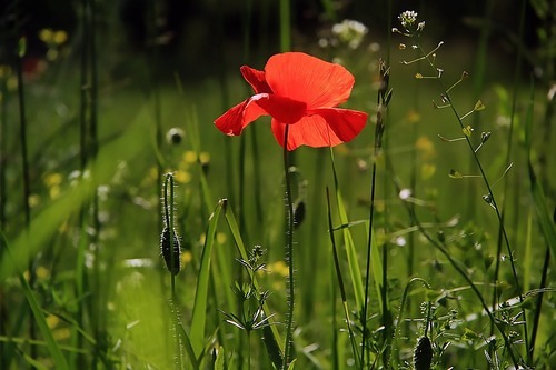 Mohnblume